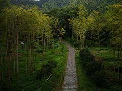 -大唐贡茶院