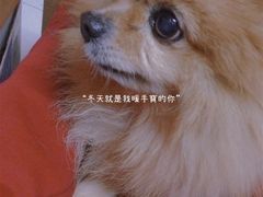 -彩虹桥宠物火化殡葬善终服务(金乐大厦店)