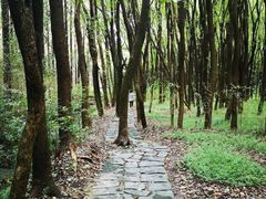 -同里国家湿地公园