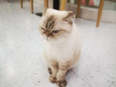 -喵园·猫主题咖啡厅·撸猫·猫咖(国贸店)