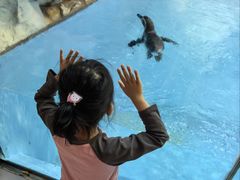 -帝企鹅自助餐厅•儿童岛•真企鹅(长隆企鹅酒店)