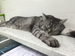 -瑞鹏·疫苗·绝育·宠物医院(金沙洲店)