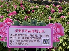 -曹州牡丹园