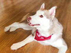 -Husky Go! 哈士奇体验馆·宠物咖啡厅狗咖