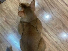 -MOCHA明星猫咖(田子坊店)
