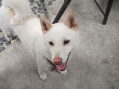 -柴犬高等学院·狗咖·柴犬售卖·宠物训练