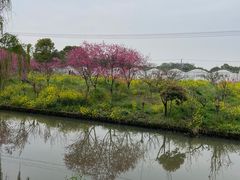 -南汇桃花村