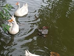 -莲花池公园