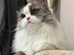 -四月宠物医院·猫专科·心脏专科·内科(转塘店)