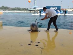 -秦皇岛乐岛海洋王国