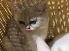 -Heymao猫咖.咖啡厅(东门店)