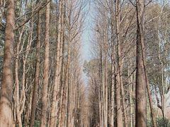 -上海滨江森林公园