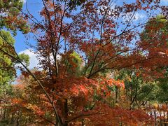 -上海共青森林公园