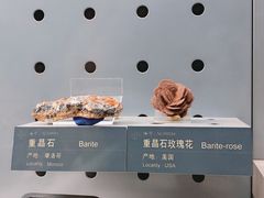 -中国地质博物馆