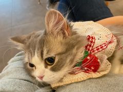 -飞行喵MR PILOT|猫舍·猫咖(静安大融城店)