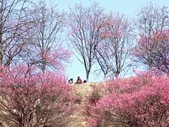 -新建村梅花