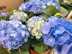 -双季花艺园艺市场(浦东店)