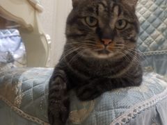 -纳吉亚猫专科动物医院博雅分院