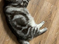 -客临百思德·东北特色馆(龙湖时代天街店)