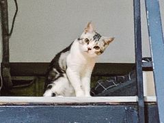 -袖虎·猫馆(体育西路店)