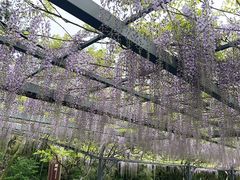 -东平国家森林公园
