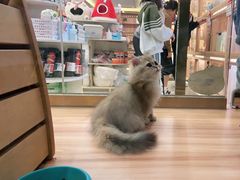 -钦宠·猫咪售卖·洗护·寄养(东圃旗舰店)