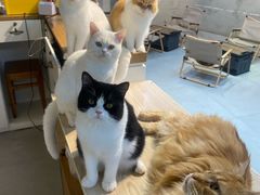 -Heymao猫咖.咖啡厅(东门店)