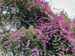 -梧桐山风景名胜区