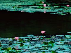 -石塘人家