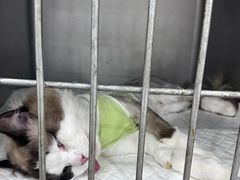 -派特宠物医院(圆融广场店)