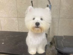 -帕帕拉兹宠物(亚洲旗舰店)