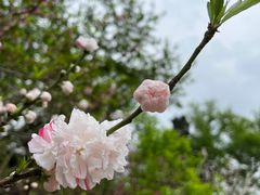 -上海市龙华烈士陵园