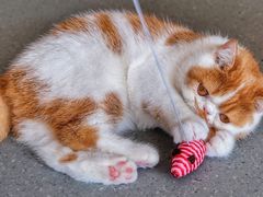 -飞行喵MR PILOT|猫舍·猫咖(静安大融城店)