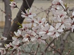 -桃花堤公园