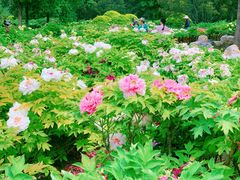 -莲花池公园