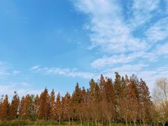 -两河城市森林公园