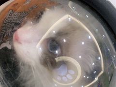 -瑞鹏宠物医院·骨科·猫科·内科(第一中心)