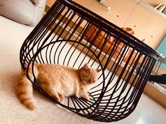 -飞行喵MR PILOT|猫舍·猫咖(静安大融城店)