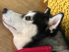 -Husky Go! 哈士奇体验馆·宠物咖啡厅狗咖