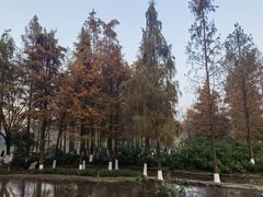 -重庆彩云湖湿地公园