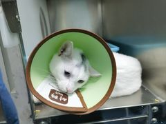 -顺强宠物诊所·狂犬免疫·夜诊·骨科(嘉定店)