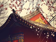 -桃花堤公园