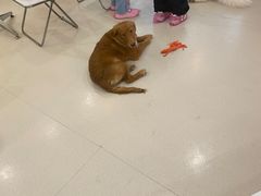 -共舞时光猫咖·狗咖(新街口店)