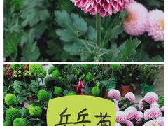 -三圣花乡旅游区