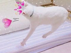 -CoCo都可(骆家庄新店)