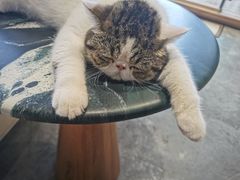 -瞄一喵猫咖(格力海岸店)