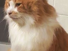 -豆逗聊愈猫阁Easy Life