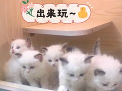 -十年猫舍·猫咪专门店(普陀店)