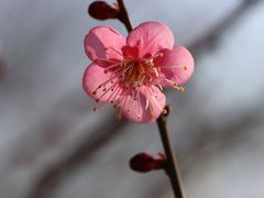 -无锡梅园公园
