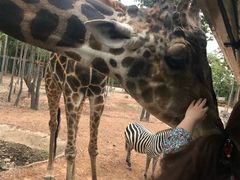 -清迈夜间动物园